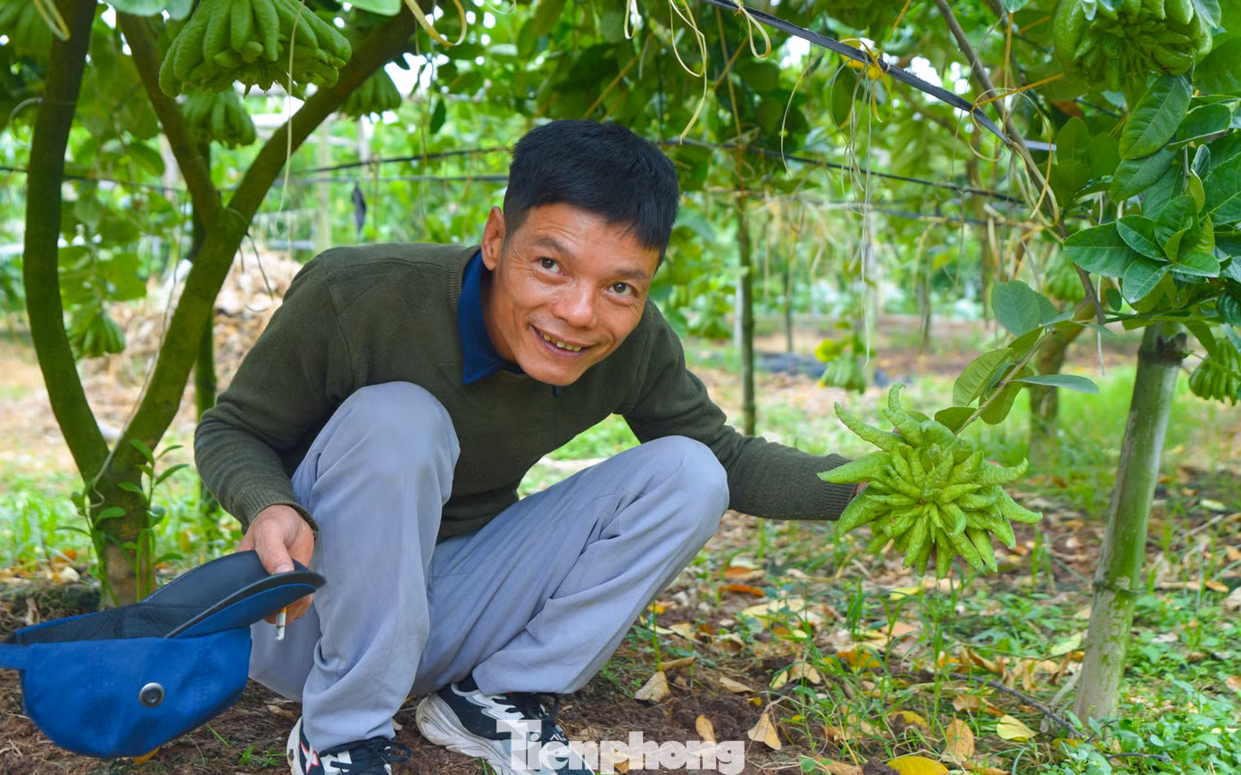Nguyễn Văn Khải - chủ vườn rộng gần 1 mẫu trồng phật thủ tự hào khoe quả đẹp, "bàn tay" nhiều ngón, theo anh, quả này tầm 2 tháng nữa sẽ phải bán được cả triệu đồng. Anh phấn khởi vì thời tiết thuận lợi, hứa hẹn một năm có thu nhập cao.