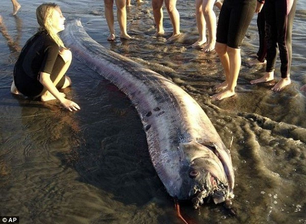 Con cá khổng lồ này có thật sự liên quan tới rắn thần Jormungand trong truyền thuyết? Bài viết: http://news.zing.vn/Tin-don-ve-ngay-tan-the-2222014-post381766.html#home_cate.tinchinh Nguồn Zing News 