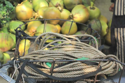 Nghề leo dừa ảnh 2