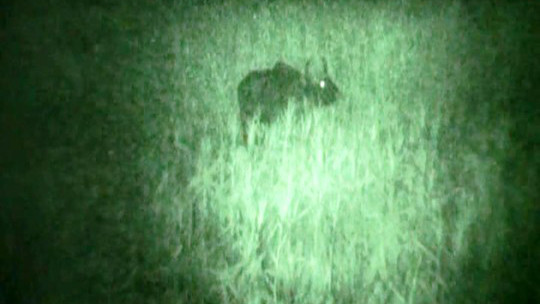 Thức trắng 3 đêm phục kích chụp hình cặp đôi bò tót ảnh 1