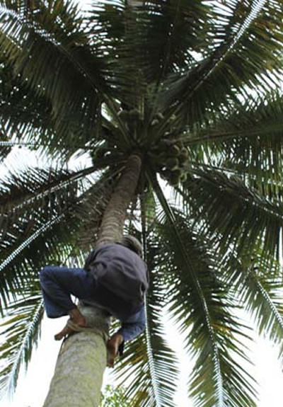 Nghề leo dừa ảnh 3
