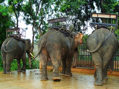 Những con voi bị cưa ngà, cắt lông đuôi. Những con voi bị cưa ngà, cắt lông đuôi