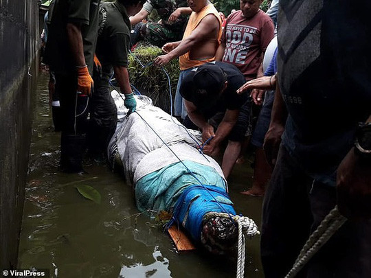 Cá sấu nhảy lên tường cao 2,5 m, giết chết nhà khoa học nữ ảnh 4