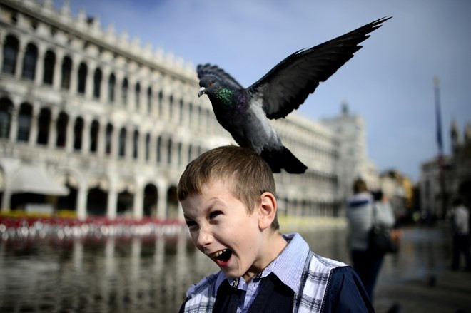 Chú chim bồ câu đậu trên đầu của bé trai ở quảng trường Saint Mark ở thành phố Venice. (Nguồn: Getty)