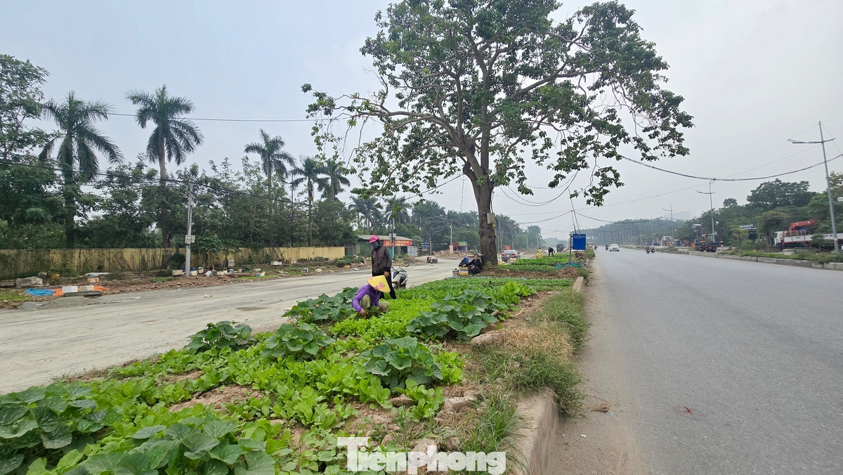 Người dân trồng rau trên dải phân cách tại một số đoạn đường đang bị vướng giải phóng mặt bằng.