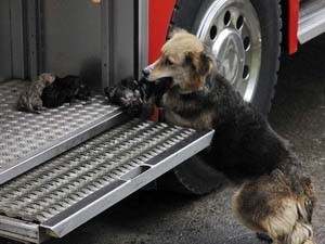 Amanda đặt các con lên xe cứu hỏa sau khi đưa chúng ra khỏi đám cháy. Nguồn: Internet