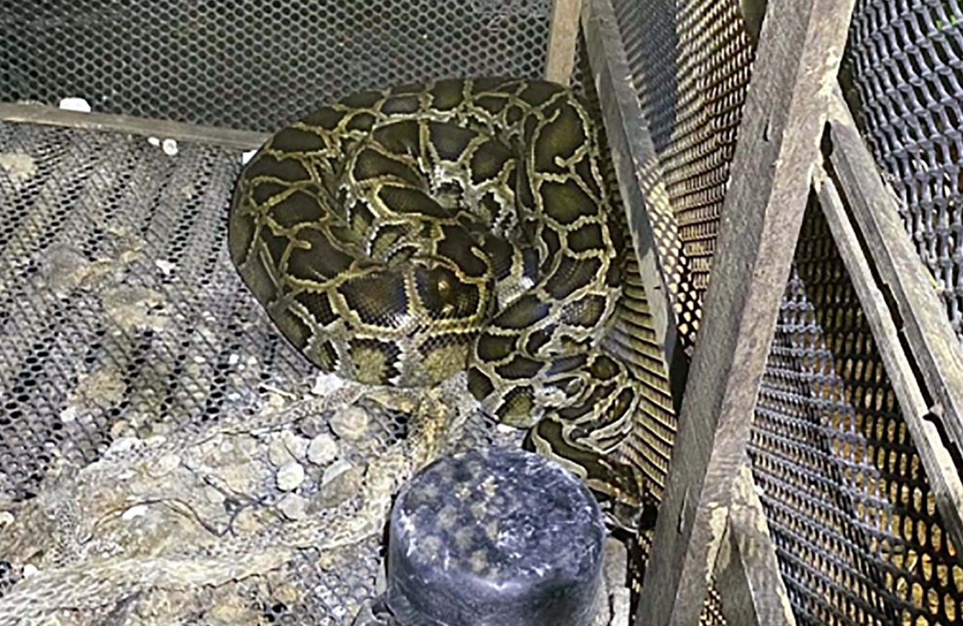 Con trăn &quot;thủ phạm&quot; giết người. Ảnh: BBP