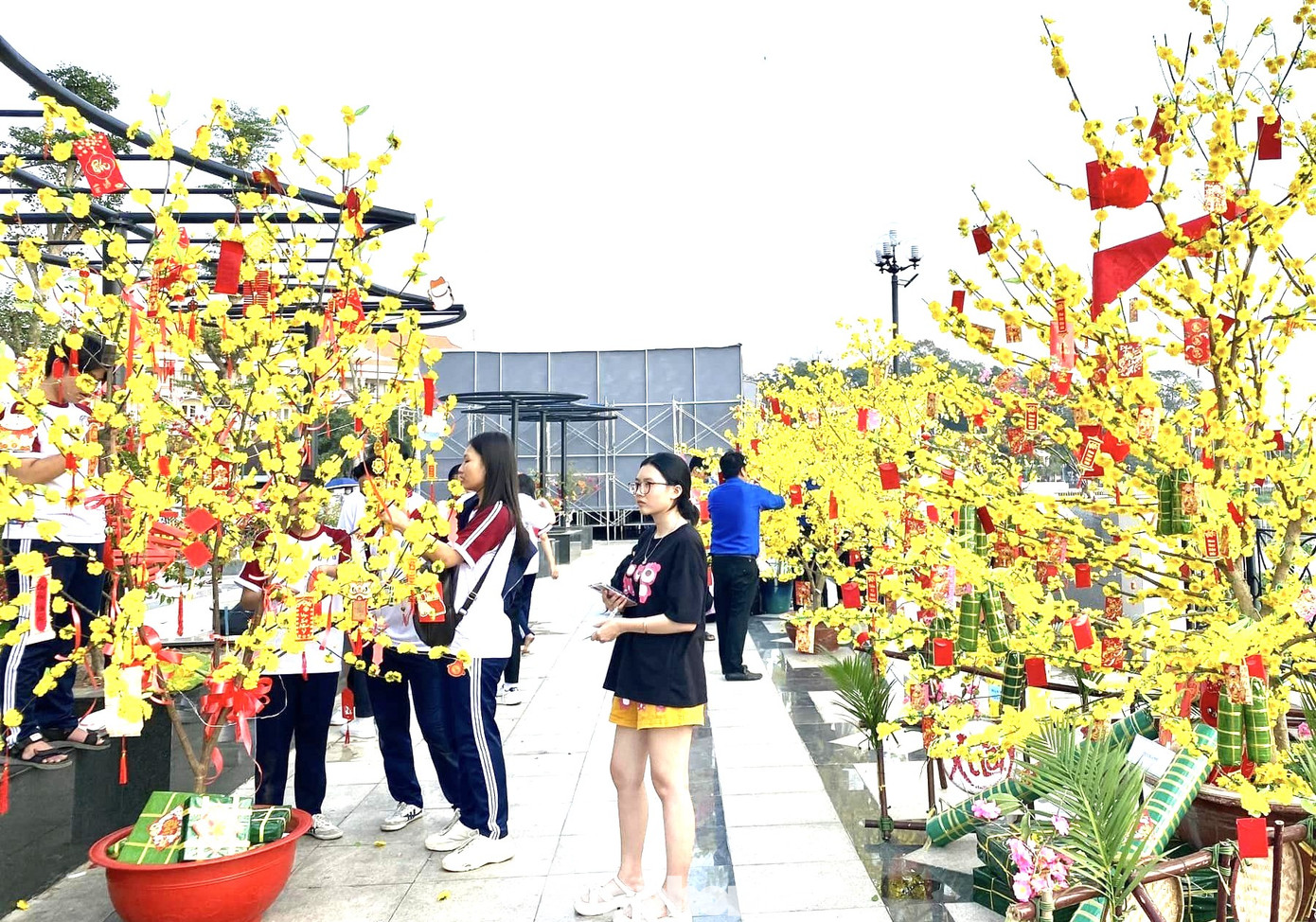 Mai vàng thu hút giới trẻ chụp ảnh Mai vàng thu hút giới trẻ chụp ảnh