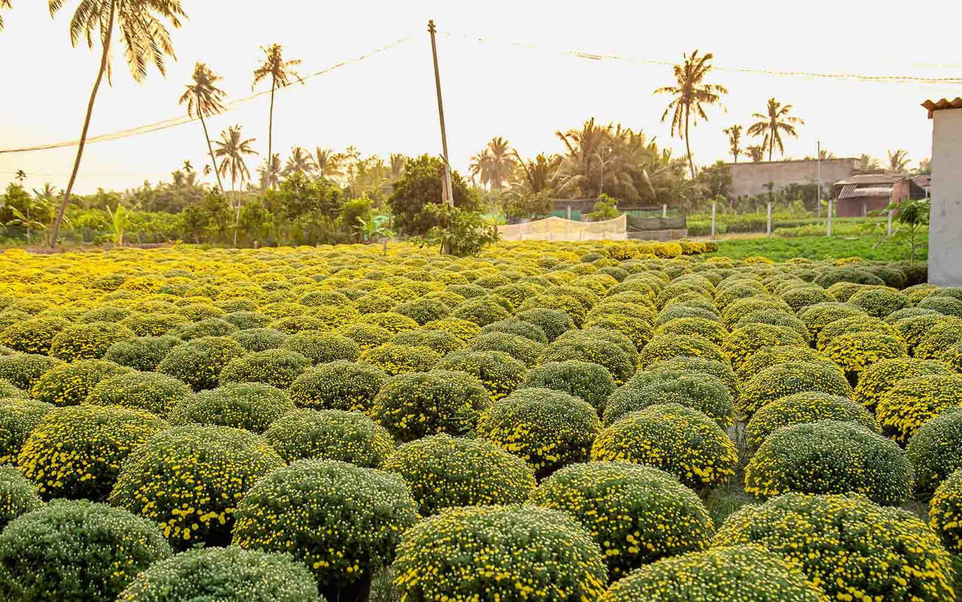 Nếu không phải khách mua hoa, mọi người vẫn có thể tham quan vườn hoa, chụp ảnh thoải mái bởi người dân rất thân thiện và nhiệt tình. Nếu không phải khách mua hoa, mọi người vẫn có thể tham quan vườn hoa, chụp ảnh thoải mái bởi người dân rất thân thiện và nhiệt tình.