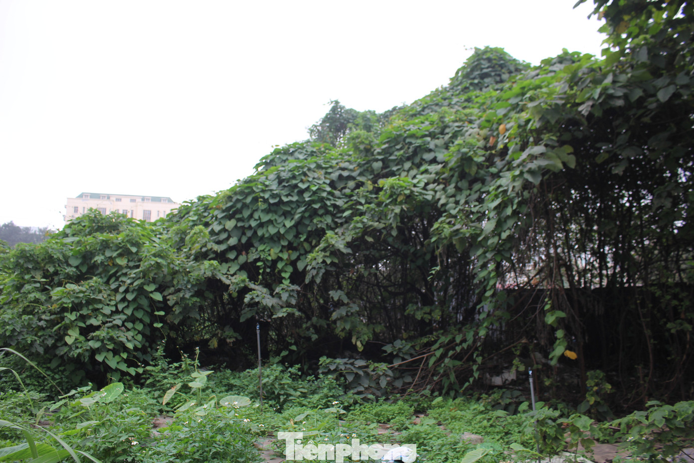 Theo tìm hiểu, phần lớn đất của dự án trước đây là khu vực chợ tạm nông sản Dịch Vọng Hậu và buổi tối là chợ đêm sinh viên. Nhưng năm 2019, chủ đầu tư đã gấp rút giải phóng mặt bằng để thực hiện dự án. Theo tìm hiểu, phần lớn đất của dự án trước đây là khu vực chợ tạm nông sản Dịch Vọng Hậu và buổi tối là chợ đêm sinh viên. Nhưng năm 2019, chủ đầu tư đã gấp rút giải phóng mặt bằng để thực hiện dự án.