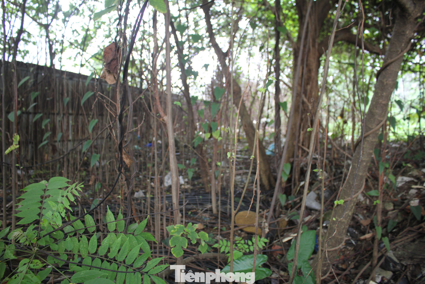 Tuy nhiên, kể từ khi “xóa sổ” chợ tạm nông sản Dịch Vọng Hậu, việc duy nhất chủ đầu tư thực hiện là quây tôn khu vực này rồi bỏ không. Tuy nhiên, kể từ khi “xóa sổ” chợ tạm nông sản Dịch Vọng Hậu, việc duy nhất chủ đầu tư thực hiện là quây tôn khu vực này rồi bỏ không.