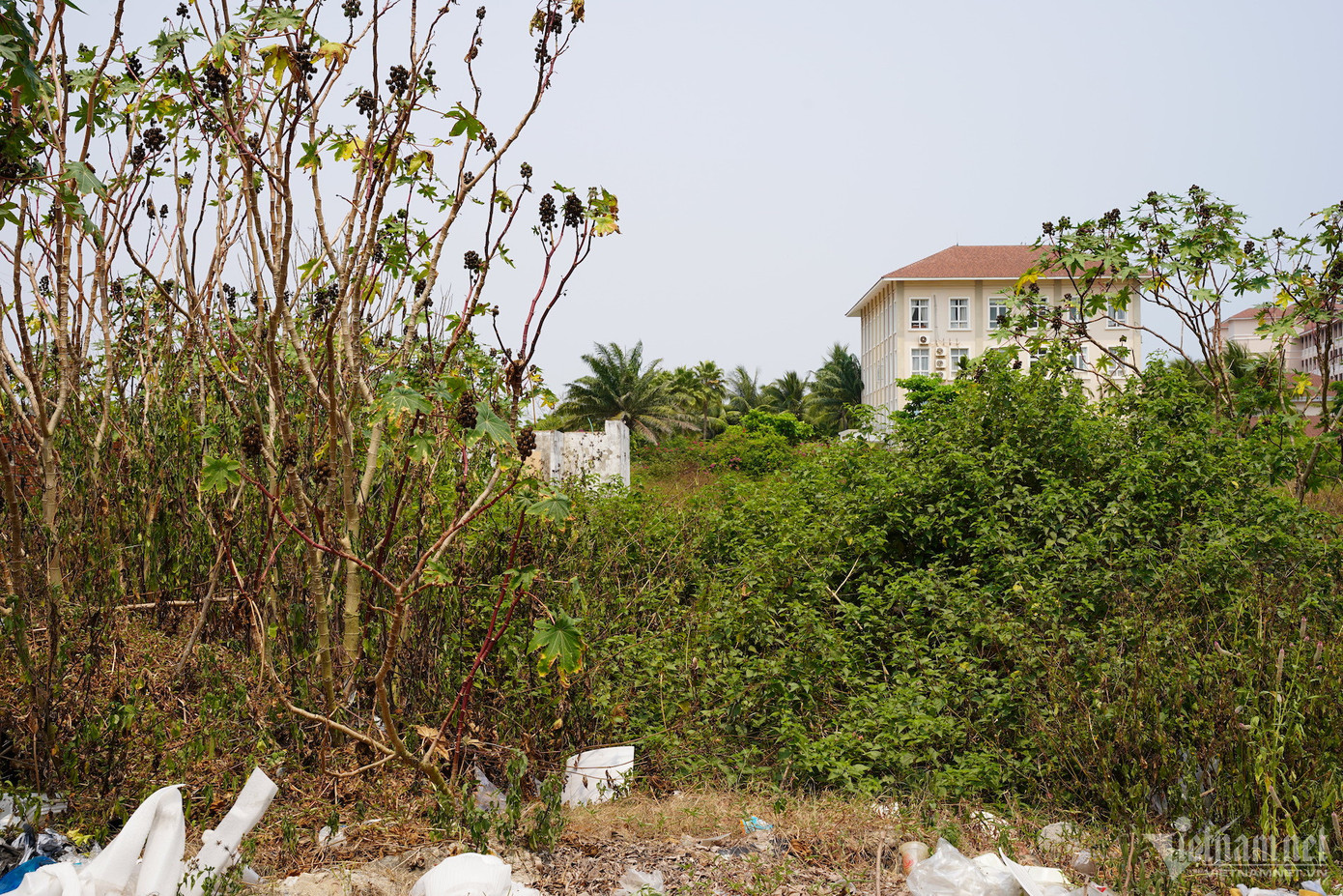 Bên trong dự án cỏ dại mọc um tùm.