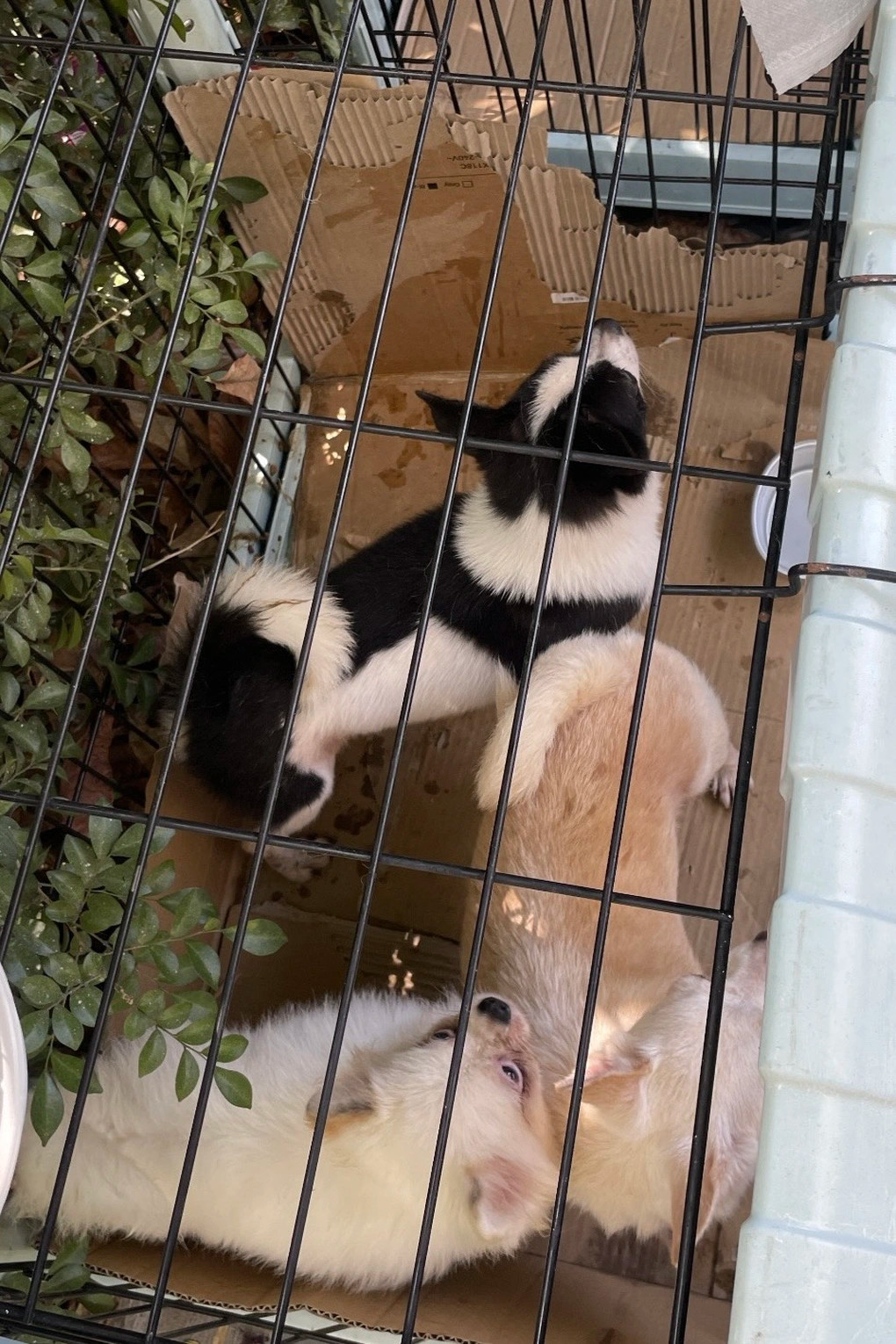 Đàn chó được mang vào bóng râm tránh nắng (Ảnh: Cư dân cung cấp). Đàn chó được mang vào bóng râm tránh nắng (Ảnh: Cư dân cung cấp).