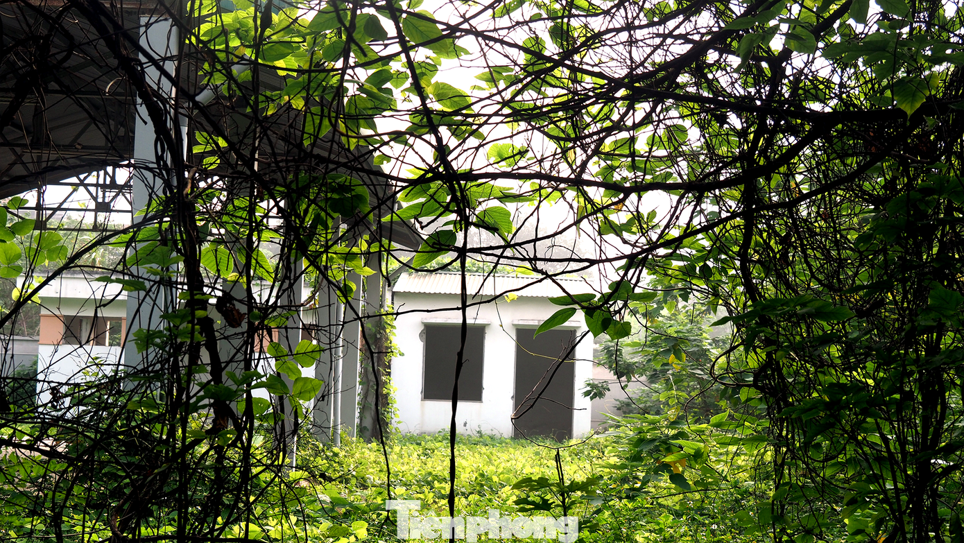 Không gian trong chợ bị cây dại bao phủ.