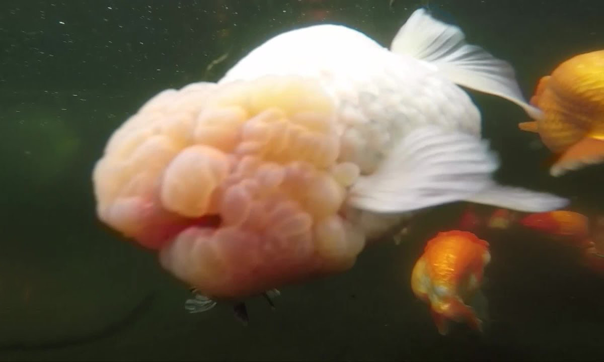 Chiêm ngưỡng 'quái vật' Gozilla của biển cả ảnh 11