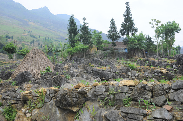 Người dân vùng cao sống quyện cùng với đá, những ngôi nhà được dựng lên với bốn bề là đá. Tất cả cuộc sống của con người vùng cao đều gắn liền với đá. Đá dùng để làm nhà Làm hàng rào Hay đá đan xen với những luống hoa cải vàng tạo nên một bức tranh thật ấn tượng Người dân vùng cao trồng trọt trên những khe đá, trong những hốc đất nhỏ. Và thu hoạch cũng ngay tại vườn nhà Những ngọn núi đá trùng trùng điệp điệp, những cánh đồng đá trải dài bất tận, tất cả cứ tràn vào nhau, hoà quyện vào nhau thành một bức tranh tuyệt đẹp nơi cực bắc Tổ quốc. Cao nguyên đá Đồng Văn dù có tới và trở lại vẫn thấy là lạ, vì nó đẹp, cái đẹp hoang dại, từ con người đến cảnh vật. Cái đẹp mà khi trải nghiệm rồi, vẫn có chút gì đó rất thú vị.