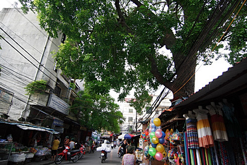 Cây xà cừ xuyên nhà tại chợ Nam Đồng. Cây có chiều cao chừng trên 30m. Ngay dưới gốc cây là quán chè Thái Lan