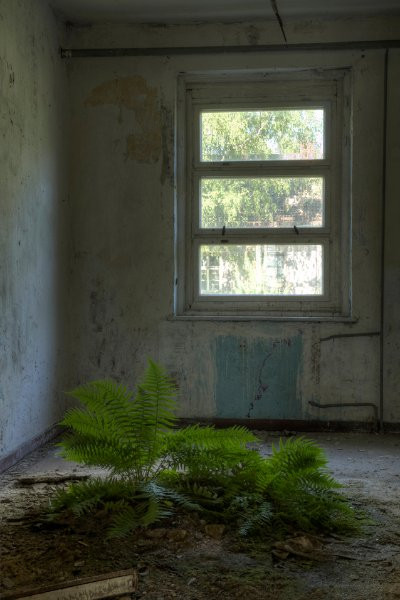 Cây dương xỉ mọc trong nền nhà căn phòng giữa căn cứ