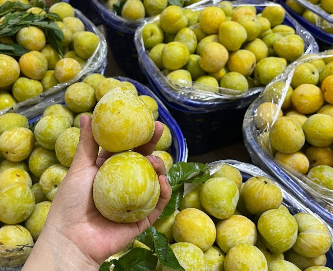 Mận cau hàng VIP size 10-12 quả có giá lên tới 450.000 đồng/kg. Ảnh: NVCC