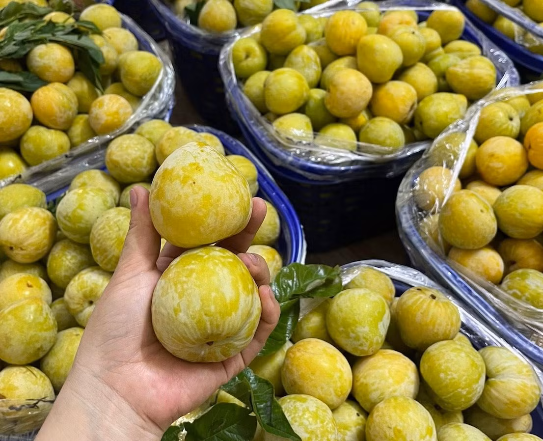 Mận cau hàng VIP size 10-12 quả có giá lên tới 450.000 đồng/kg. Ảnh: NVCC