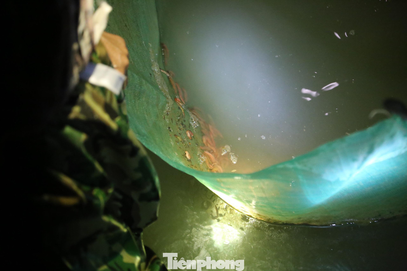 Để có thể thu hoạch được rươi, người dân thường rào quanh ruộng của mình bằng lưới, đào "trẹm" để dẫn nước từ ngoài sông vào ruộng để rươi "mọc" và tháo nước ra khi rươi nổi nhiều. Rươi theo dòng chảy tụ vào hố nước trước cửa "trẹm" , người dân chỉ cần lấy vợt để xúc.