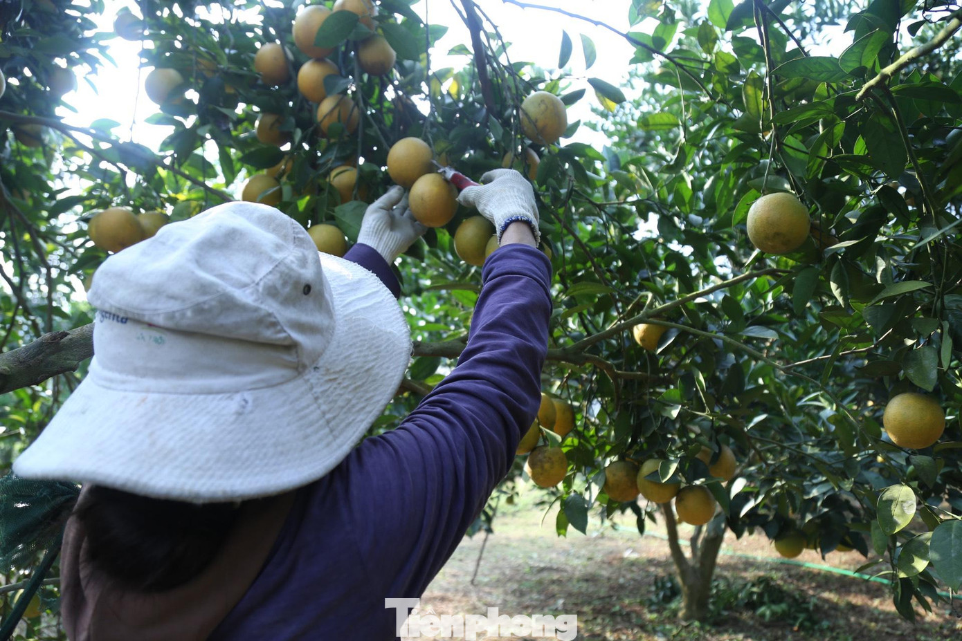 Gia đình bà Phan Thị Bình (SN 1972, trú xã Đồng Thành) có 230 gốc cam. Năm nay, do mưa nhiều nên sản lượng cam đạt thấp hơn các năm trước, bù lại giá cam tăng.
