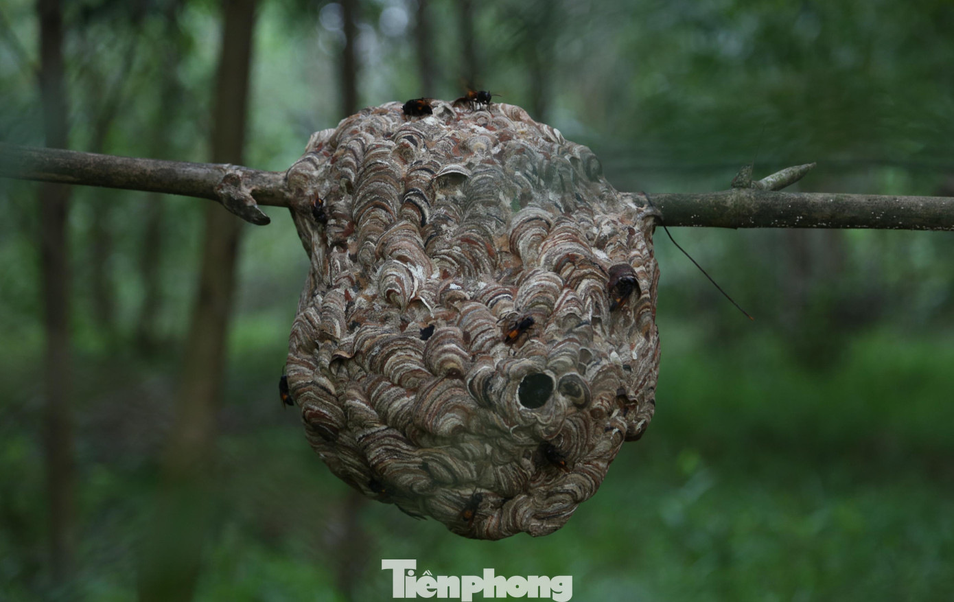 Theo người dân địa phương, khoảng tháng 5, 6 dương lịch là thời điểm lý tưởng cho ong vò vẽ xây tổ, sinh sản. Đây cũng là thời gian để người nuôi ong vò vẽ vào rừng săn tìm và mang những tổ ong vò vẽ còn nhỏ bằng nắm tay đưa về vườn nhà nuôi. Theo người dân địa phương, khoảng tháng 5, 6 dương lịch là thời điểm lý tưởng cho ong vò vẽ xây tổ, sinh sản. Đây cũng là thời gian để người nuôi ong vò vẽ vào rừng săn tìm và mang những tổ ong vò vẽ còn nhỏ bằng nắm tay đưa về vườn nhà nuôi.