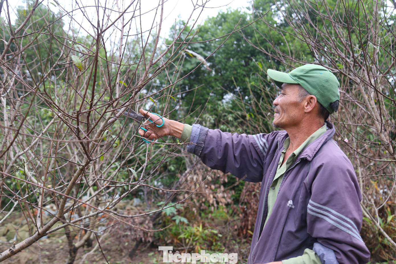 Với những cành già, ông Thông dùng kéo để cắt tỉa.