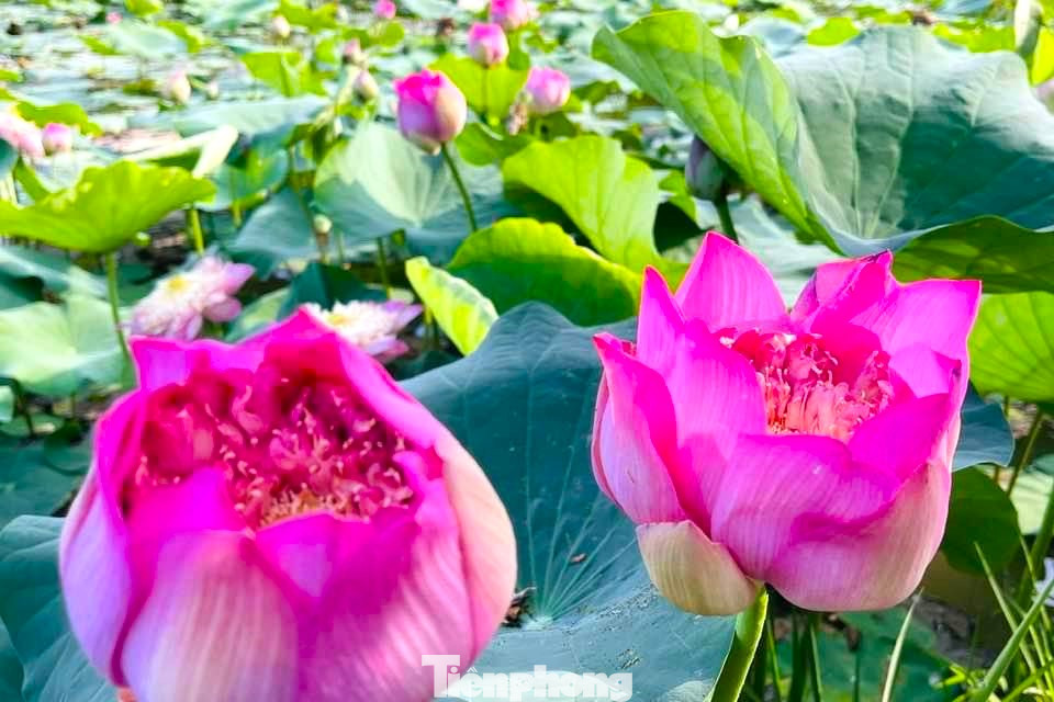 Hồ sen của Hòe đã được phủ kín, tươi mới sắc lá, sắc hoa với hơn 10 loại sen khác nhau Hồ sen của Hòe đã được phủ kín, tươi mới sắc lá, sắc hoa với hơn 10 loại sen khác nhau