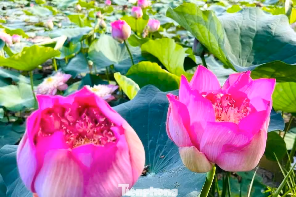 Hồ sen của Hòe đã được phủ kín, tươi mới sắc lá, sắc hoa với hơn 10 loại sen khác nhau Hồ sen của Hòe đã được phủ kín, tươi mới sắc lá, sắc hoa với hơn 10 loại sen khác nhau