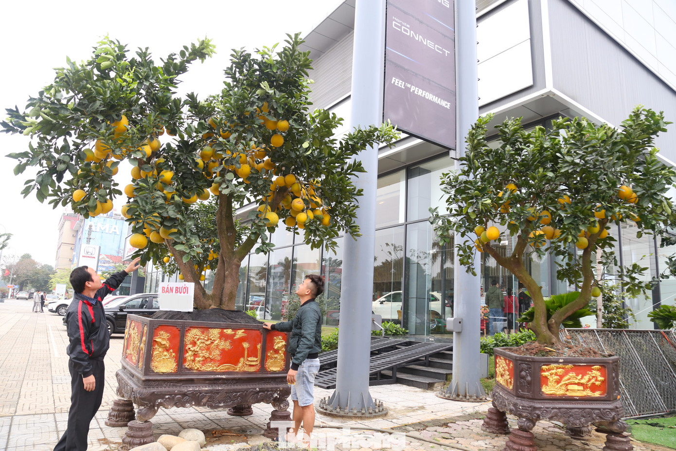 Những cây bưởi cao hơn 2m, trĩu quả, đều đẹp cũng đã được bày bán khá nhiều. Loại cây cảnh này khá kén khách và chỉ dành cho cơ quan, doanh nghiệp, hoặc nhà có không gian rộng.