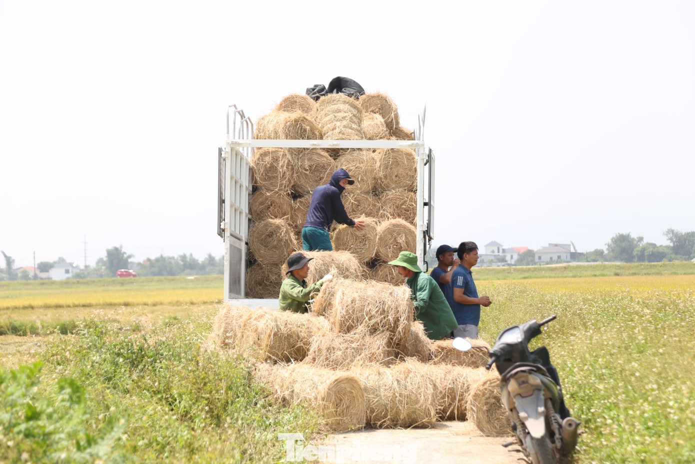 Theo anh Văn Anh, nghề thu gom rơm nghe có vẻ đơn giản, nhưng thực chất rất vất vả. Bởi yêu cầu của khách hàng là rơm phải khô, vàng óng, không được ẩm ướt, mốc... Do đó, những người thu gom rơm bắt buộc phải ra đồng từ khi mặt trời đứng bóng cho đến 16h.
