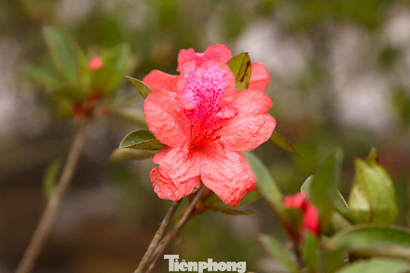 Hoa đỗ quyên mang ý nghĩa cho sự sung túc và may mắn. Mỗi dịp Tết đến xuân về, loại hoa này được nhiều người ưu tiên trưng bày trong gia đình.