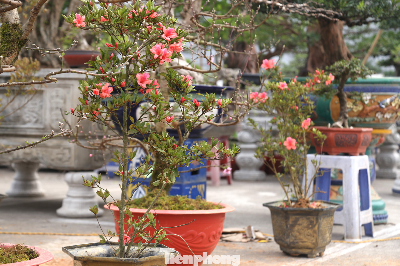 Hoa đỗ quyên mang ý nghĩa cho sự sung túc và may mắn. Mỗi dịp Tết đến xuân về, loại hoa này được nhiều người ưu tiên trưng bày trong gia đình.