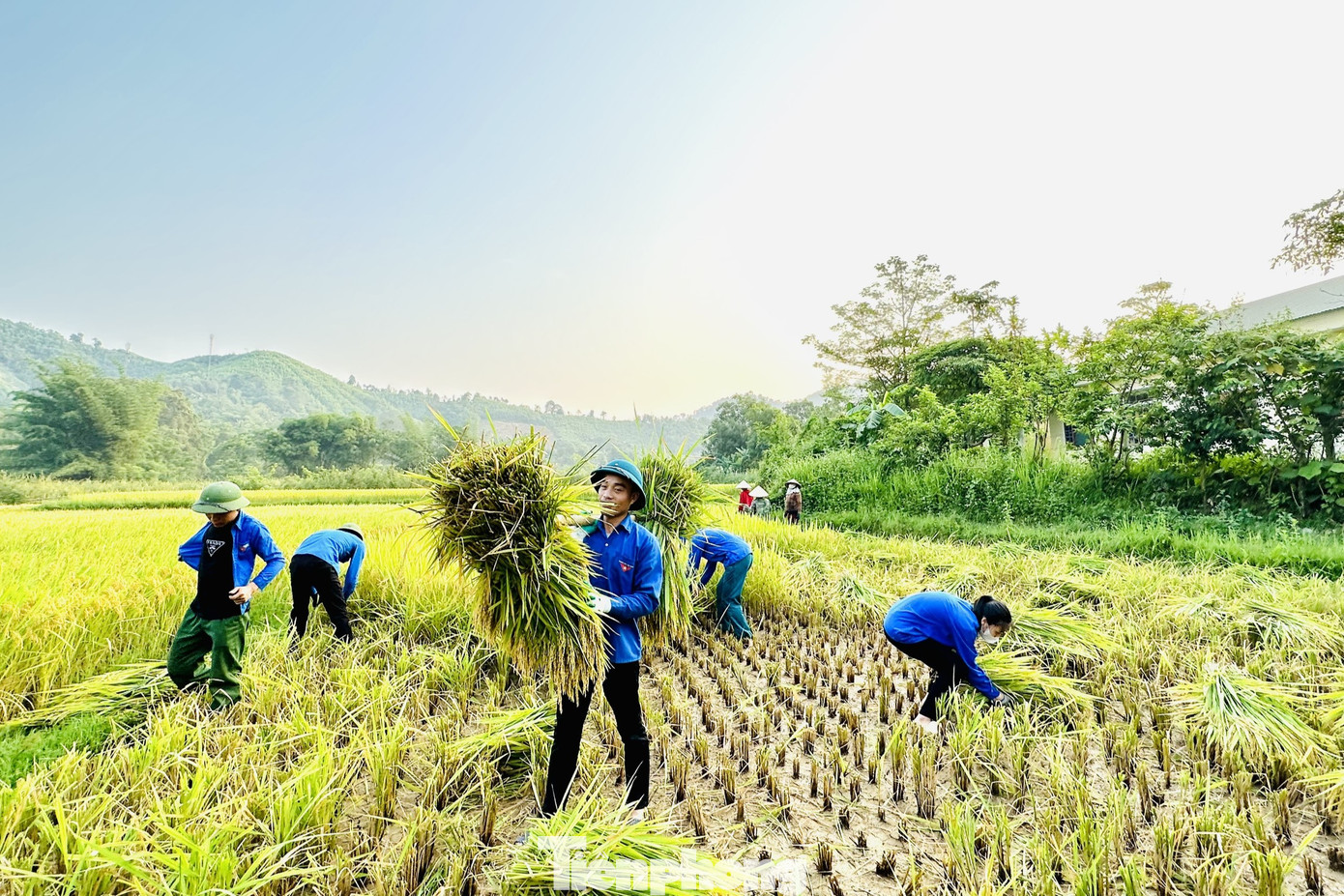 Nhiều hecta lúa được các cán bộ, chiến sĩ công an và đoàn viên thanh niên thu hoạch, vận chuyển về tận nhà giúp bà con.