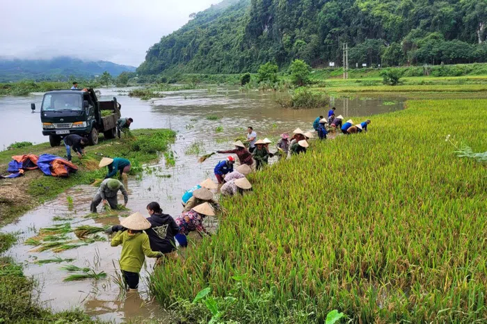 Tranh thủ thời tiết tạnh ráo, người dân xuống đồng gặt lúa bị ngập do mưa lũ Tranh thủ thời tiết tạnh ráo, người dân xuống đồng gặt lúa bị ngập do mưa lũ