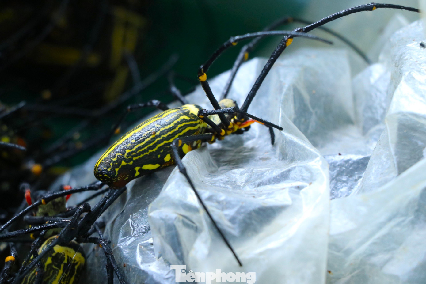 Những con nhện có đầu lớn, thoạt trông như khuôn mặt quỷ, toàn thân màu vàng pha đen, chiếc chân dài ngoằng, ngoe nguẩy. Trước đây, người dân đồn đại nhện rừng chứa nhiều độc tố, cắn có thể gây thối thịt. Với hình dạng và màu sắc đặc biệt, người dân gần như không đụng đến. Những con nhện có đầu lớn, thoạt trông như khuôn mặt quỷ, toàn thân màu vàng pha đen, chiếc chân dài ngoằng, ngoe nguẩy. Trước đây, người dân đồn đại nhện rừng chứa nhiều độc tố, cắn có thể gây thối thịt. Với hình dạng và màu sắc đặc biệt, người dân gần như không đụng đến.