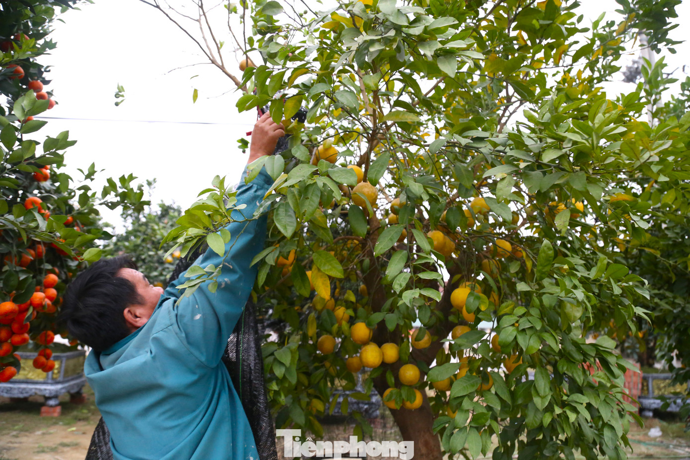 Anh Doãn Trung Phong, người kinh doanh cây cảnh Tết ở thành phố Vinh cho biết, năm nay anh nhập về khoảng 500 gốc quýt, bưởi Diễn, chanh vàng tứ quý và hàng ngàn gốc đào, mai để phục vụ người dân vui Tết. “Cây cảnh được nhập chủ yếu từ các tỉnh, thành như Hưng Yên, Hà Nội... Đợt này, tôi đưa các cây cảnh như bưởi, quýt, chanh vàng tứ quý... về trước, phục vụ nhu cầu chơi Tết sớm của người dân. Từ mùng 10 tháng Chạp, những xe chở đào, mai mới bắt đầu về”, anh Phong chia sẻ.