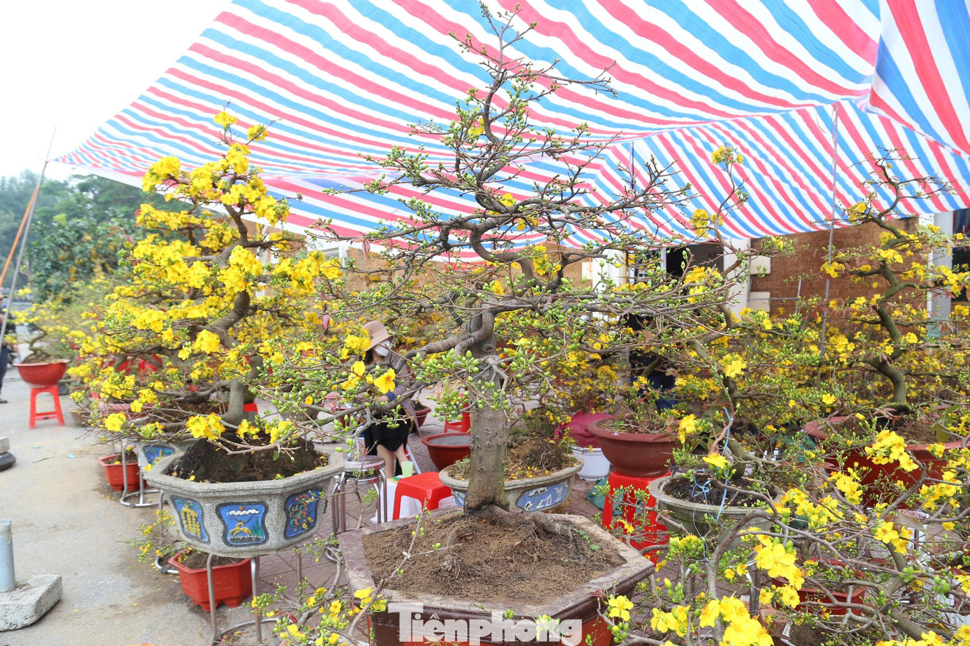 Năm nay, chị Nguyễn Mai Anh (ở TP Vinh) nhập hơn 300 chậu mai về bán Tết. Theo chị Mai Anh, giá hoa mai năm nay không có nhiều biến động. Giá một chậu mai dao động từ 1,5 - 5 triệu đồng, những cây có dáng đặc biệt thì có giá cao hơn.