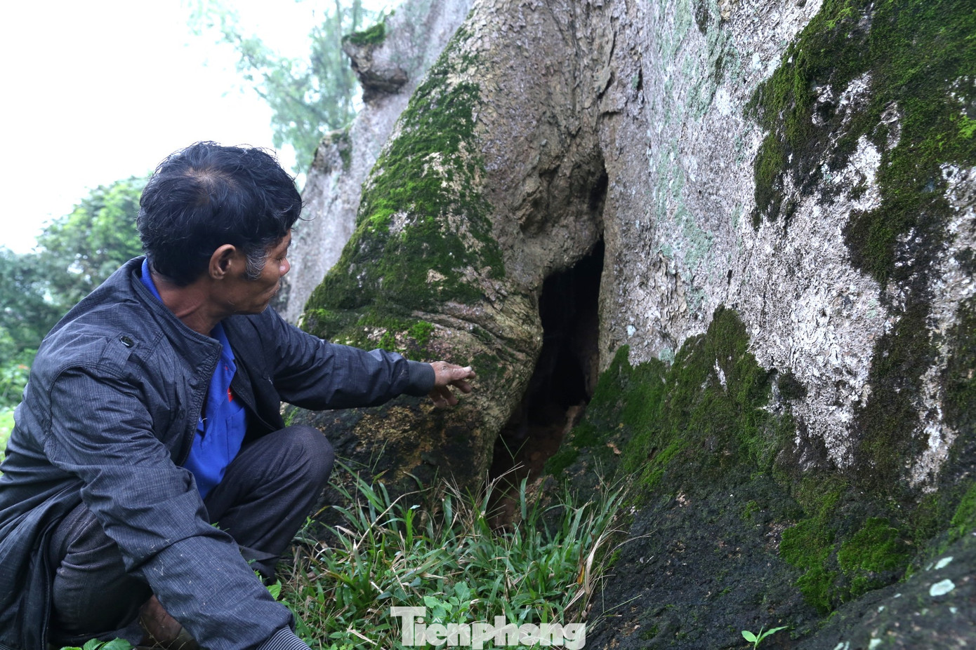 Ông Nguyễn Đình Tám, người trông coi di tích cho biết, cây sui Diên Tràng cùng với nhà thờ họ Nguyễn Duy đã được Nhà nước công nhận Di tích Lịch sử Quốc gia năm 1998. Những năm qua, cây sui luôn được chính quyền và nhân dân địa phương quan tâm chăm sóc, nhiều hoạt động của tuổi trẻ xã nhà đã được tổ chức tại đây.