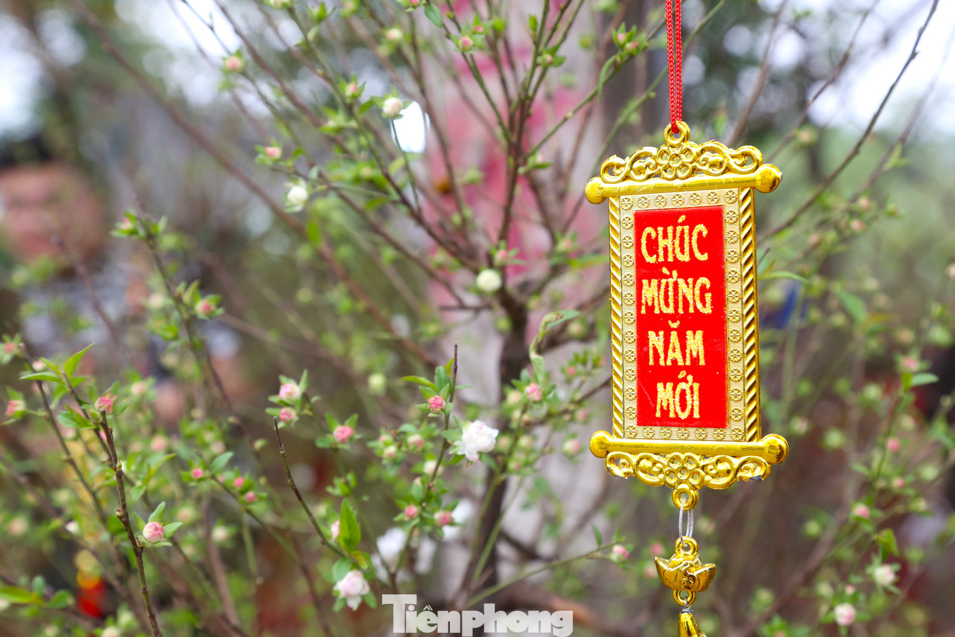 Nhất chi mai nổi bật hơn với nhiều thiệp, câu chúc Tết màu đỏ được nhà vườn treo kèm.