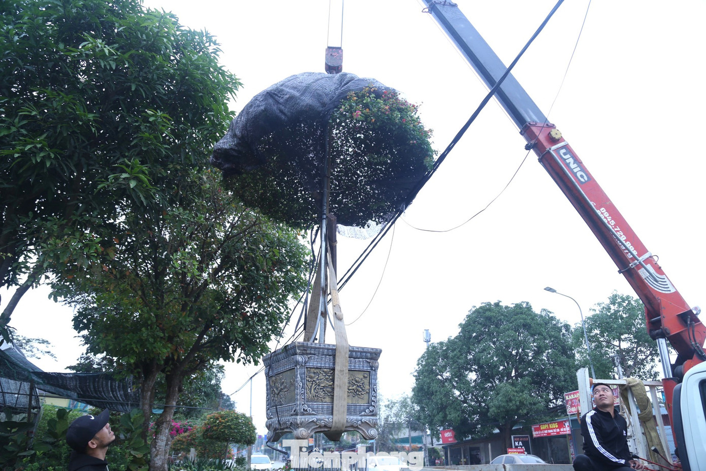 Những chậu hoa, cây cảnh lớn buộc phải sử dụng xe cẩu chuyên dụng để vận chuyển.