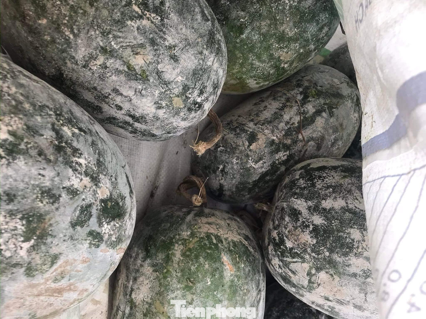 “Cây bí xanh được trồng trên đồi núi cao nên rất sạch. Năm nay khí hậu thuận lợi nên cho sản lượng bí xanh đạt năng suất cao hơn mọi năm. Người dân trồng số lượng nhiều dẫn đến lượng bí còn ứ lại”, ông Mạnh nói.