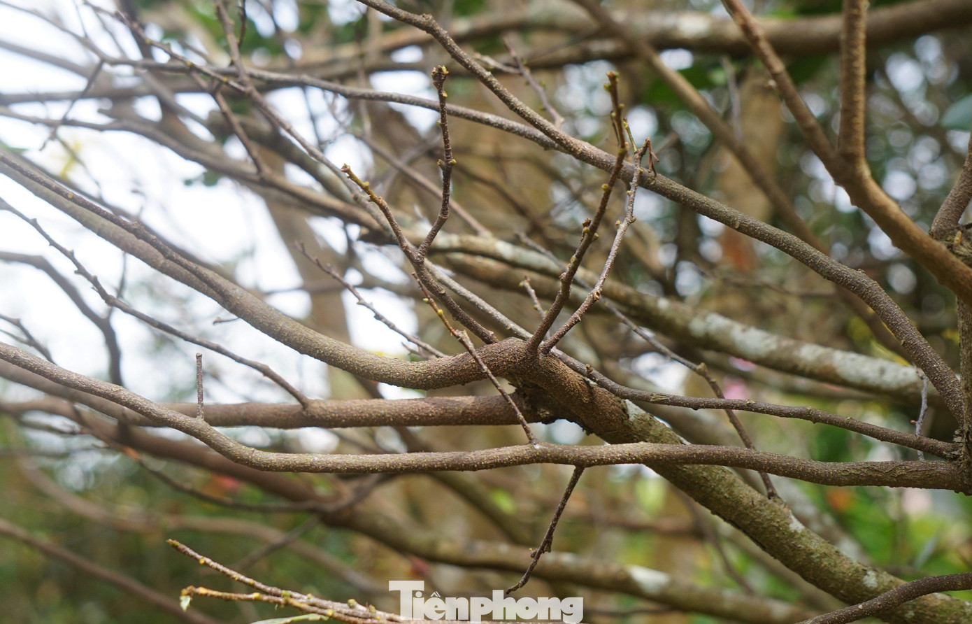 Các chủ vườn sẽ lặt sạch lá, phần hoa và nụ có thể giữ lại tùy theo từng nhà vườn, làm sao đảm bảo cho cây khỏe, sinh trưởng tốt nhất.