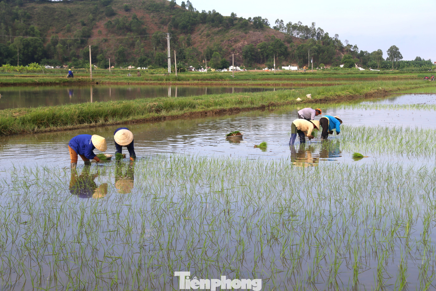 Ông Nguyễn Tiến Đức - Chi cục trưởng Chi cục Trồng trọt và Bảo vệ thực vật tỉnh Nghệ An cho biết: “Việc bà con vùng cao gieo cấy đúng lịch thời vụ sẽ tránh được những rủi ro do thời tiết. Bởi năm 2023 có nhuận 2 tháng 2 và tiết lập xuân muộn vào ngày 14 tháng Giêng. Do vậy, nếu bà con gieo cấy sớm hơn lịch thời vụ thì lúa sẽ trổ vào thời điểm thời tiết bất lợi, ảnh hưởng đến năng suất, sản lượng”.