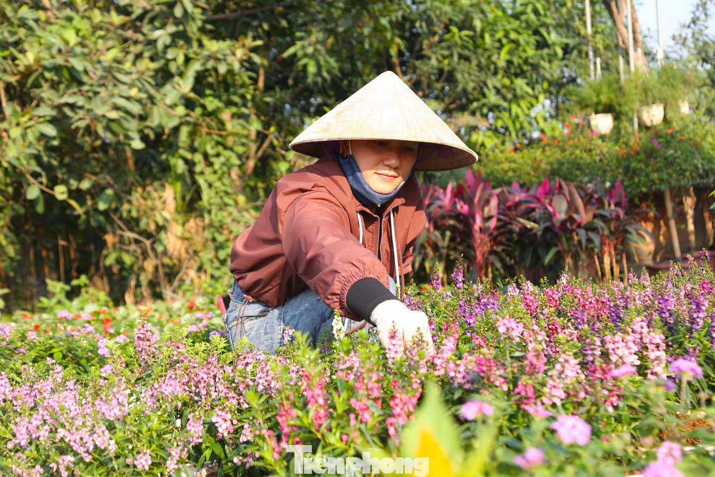 Chị Hoàng Thị Nam (36 tuổi, trú xã Nghi Ân, thành phố Vinh) chia sẻ: “Thời điểm cận Tết, hàng đổ về các nhà vườn tấp nập nên chúng tôi làm việc không ngơi tay. Tôi được thuê trồng, chăm sóc cây cảnh, được trả công 300 nghìn đồng/ngày”.