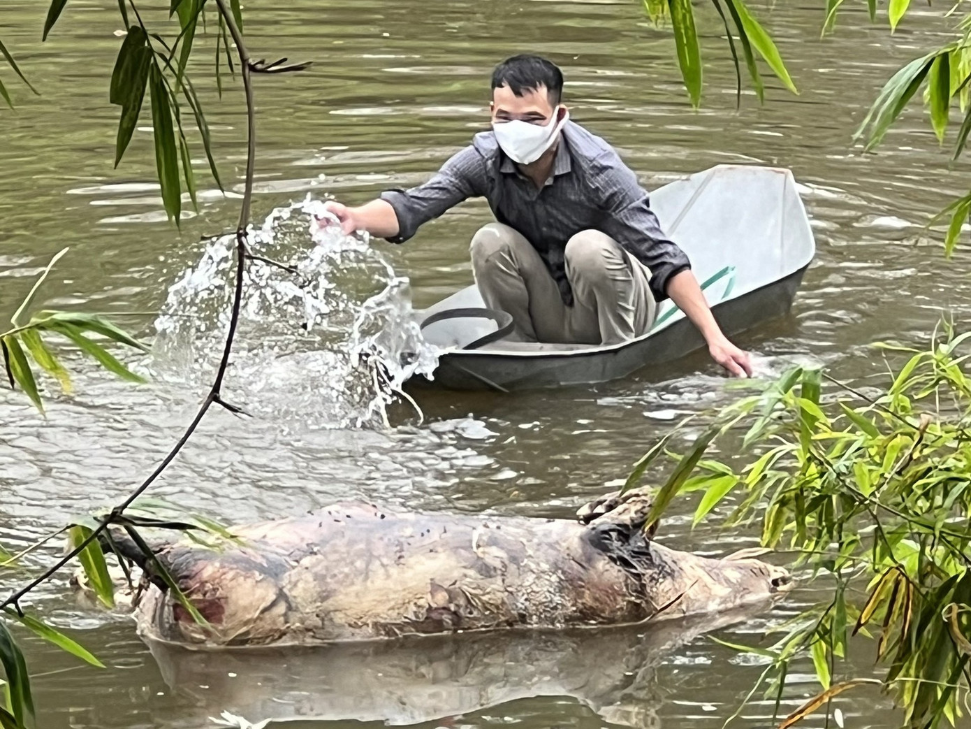 Xác lợn đang trong quá trình phân hủy nổi lềnh bềnh trên sông Vinh sáng 24/11. Xác lợn đang trong quá trình phân hủy nổi lềnh bềnh trên sông Vinh sáng 24/11.
