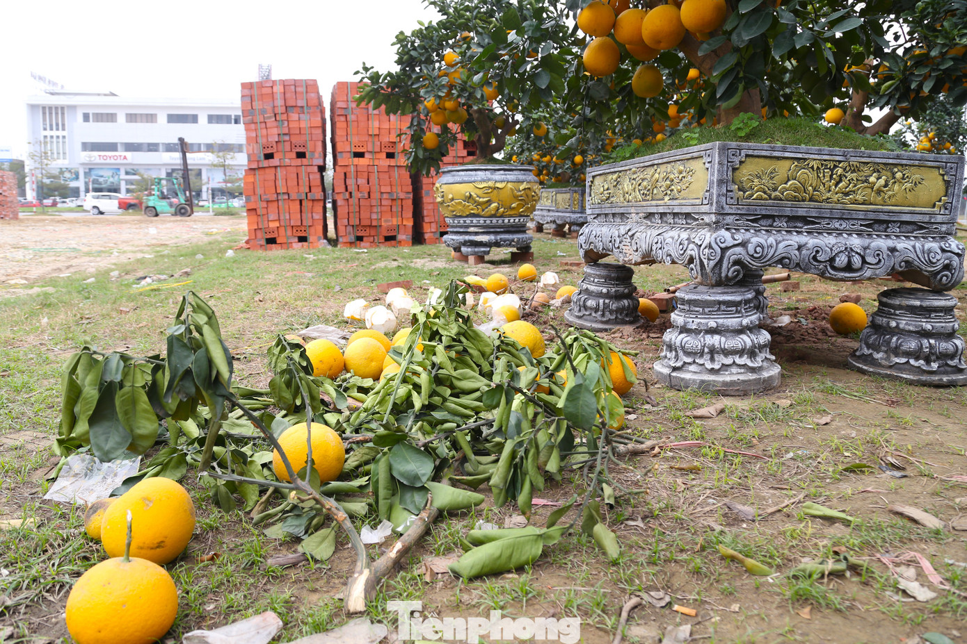 Bưởi rụng đầy quả.