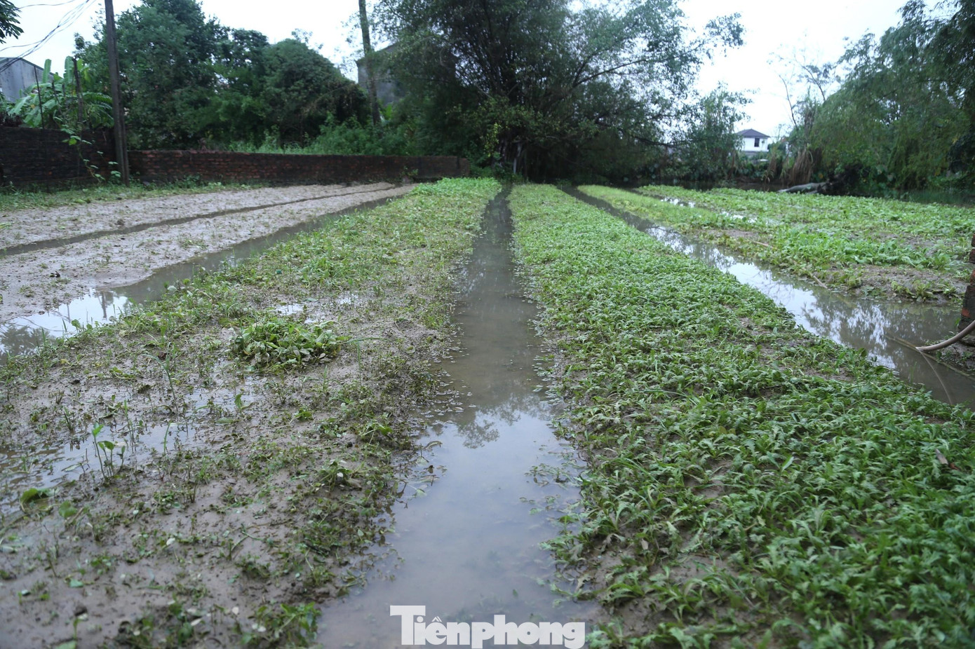 Xã Hưng Đông là địa phương có diện tích rau lớn nhất trên địa bàn thành phố Vinh, Nghệ An, trồng chủ yếu ở các xóm Long Hòa, Vinh Xuân... Nơi đây cung ứng lượng lớn rau xanh cho người dân thành phố Vinh mỗi ngày. Tuy nhiên, do trận mưa lớn kéo dài trong hai ngày 23,24/11 đã khiến trên 20 ha rau màu chìm trong biển nước. Đến sáng 25/11, nước vẫn rút chậm.
