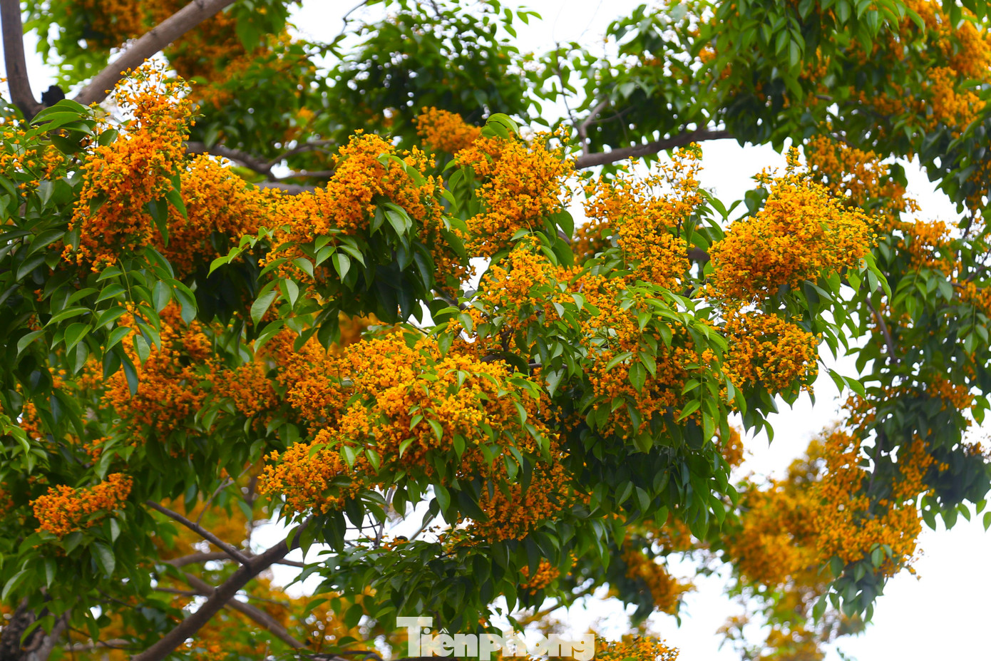 Tầng tầng, lớp lớp hoa giáng hương đua nhau khoe sắc, hương thơm nhẹ nhàng lan tỏa.